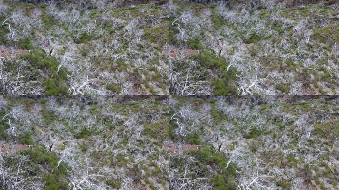 徒步旅行者女性在葡萄牙马德拉岛Pico areiro-Pico Ruivo路线上的白色干燥枯死树森林