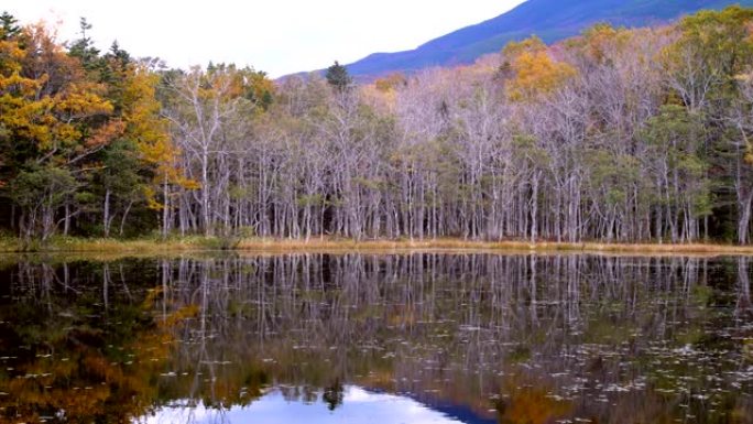 日本北海道知床湖金秋彩林水面倒影自然美