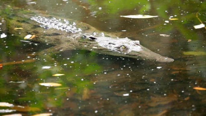 哥斯达黎加泻湖中的鳄鱼