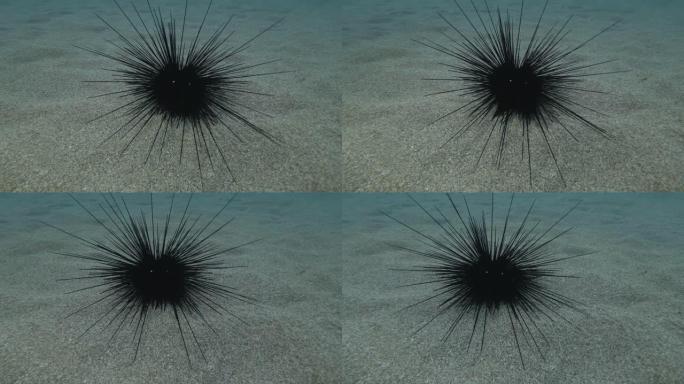 海胆沿着沙质海底行走。黑色长棘海胆或长棘海胆 (Diadema setosum) 水下射击。地中海，