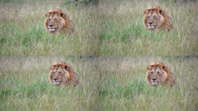 一只雄狮在肯尼亚马赛马拉 (Masai Mara) 进行了一次大型狩猎后休息。
