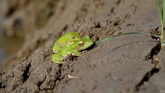 求爱青蛙树蛙绿蛙繁殖