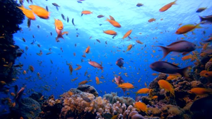 热带珊瑚花园生活海底世界鱼类金鱼