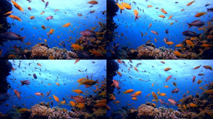 热带珊瑚花园生活海底世界鱼类金鱼