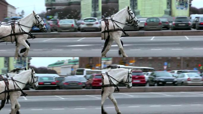 马在城市街道上拉的马车。