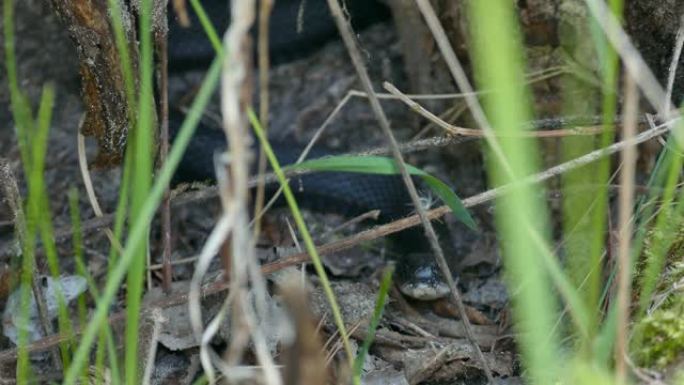 Melanistic garter snake伸出舌头时，其头部正对着相机