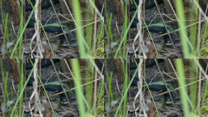 Melanistic garter snake伸出舌头时，其头部正对着相机