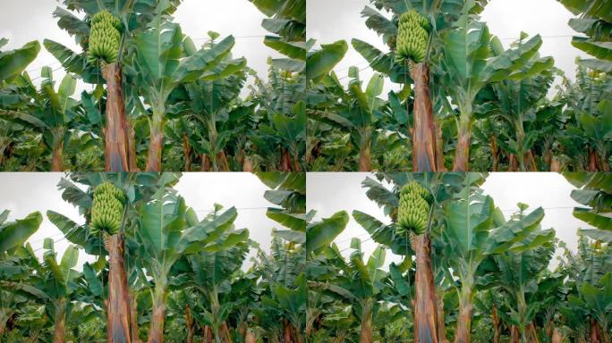 香蕉种植园。有巨大绿叶的香蕉树。一堆绿色的香蕉。有机食品的概念