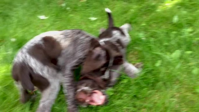 两只幼犬在绿色的草坪上玩耍，互相咬伤，直到被护士分开