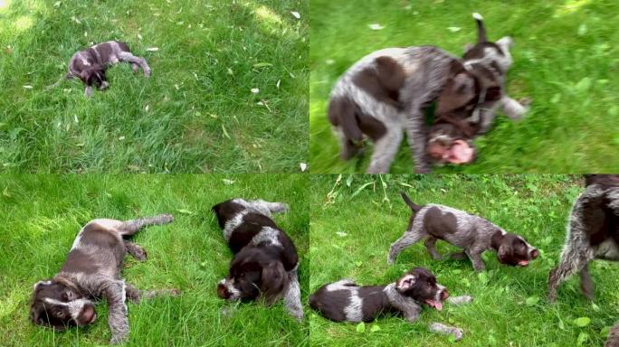 两只幼犬在绿色的草坪上玩耍，互相咬伤，直到被护士分开