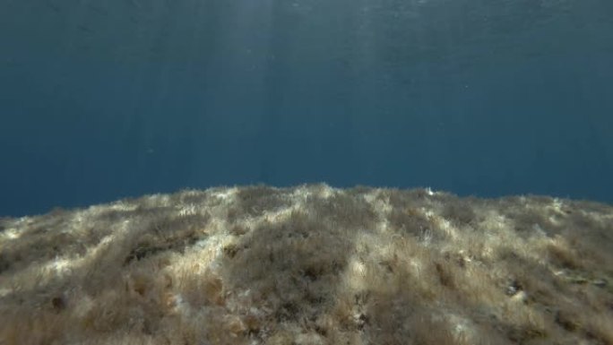 阳光在覆盖着褐藻的底部岩石表面上发挥作用。水下海景。地中海