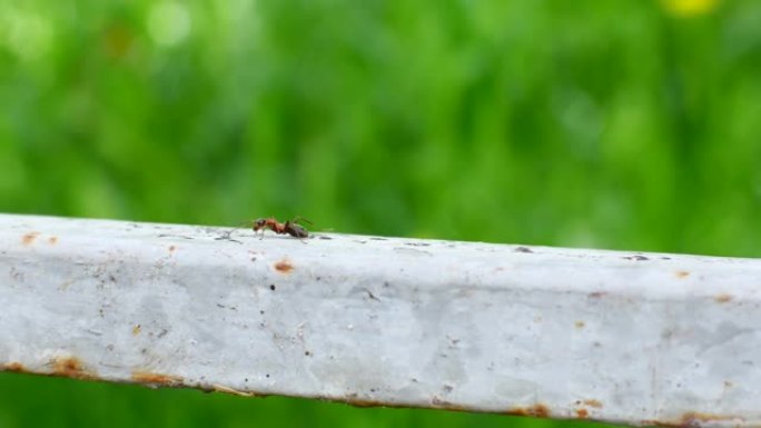 一只蚂蚁在金属表面上爬行