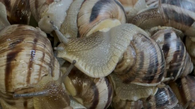 一群食物蜗牛。活湿蜗牛的背景。超级微距2:1，顶视图-4K/60fps