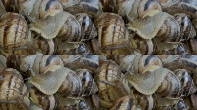 一群食物蜗牛。活湿蜗牛的背景。超级微距2:1，顶视图-4K/60fps