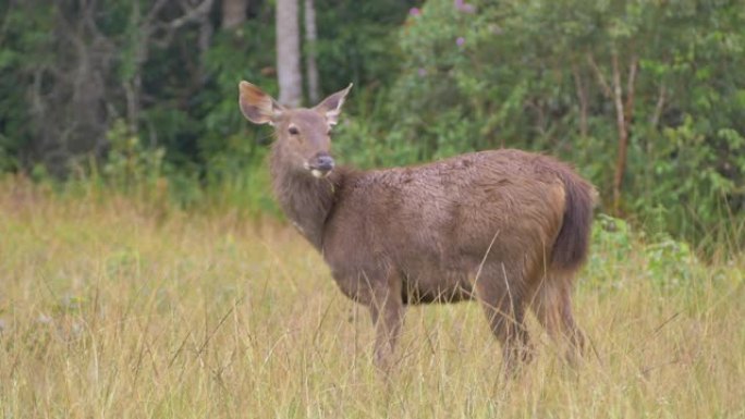 泰国草甸考艾国家公园的鹿