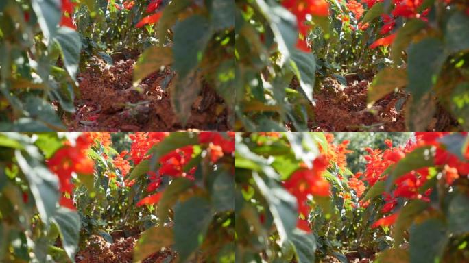 丹参辉煌。一片红花。有红色花朵的花坛。红色天鹅绒花。植物。园林绿化。特写