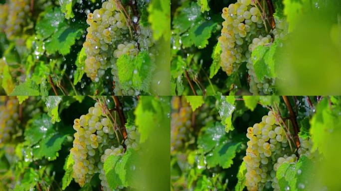 雨滴下成熟葡萄树枝的特写镜头。葡萄园下大雨。葡萄树的灌溉。美丽的葡萄酒广告素材。慢动作在阿瑞·阿列克