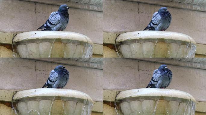栖息在喷泉上的鸽子