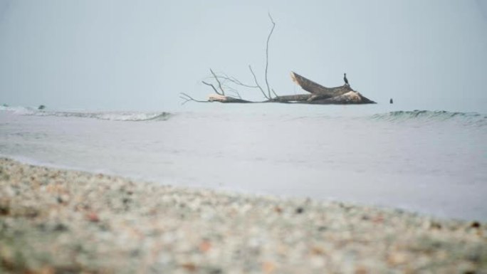 悲伤的雾海海岸鸟在树干海滩波浪4k苍白海景背景
