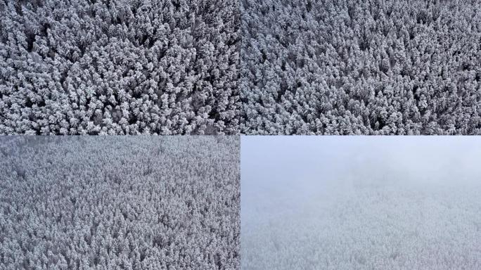 冬季云杉和松树茂密的森林从上面看无人机。多云天气下美丽的冬季景观。被雪覆盖的树枝。木材工业的良好原材