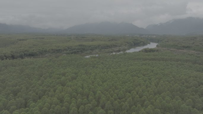 「4KDlog原片」韶关自然风景树林