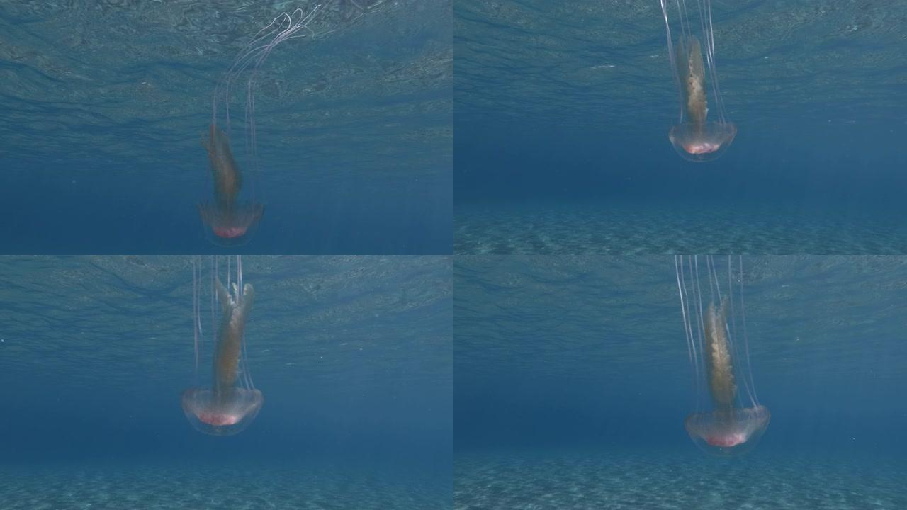 小水母在蓝色的水中游泳。特写，水下拍摄。粉红色水母，淡紫色毒刺或紫色条纹果冻 (Pelagia no