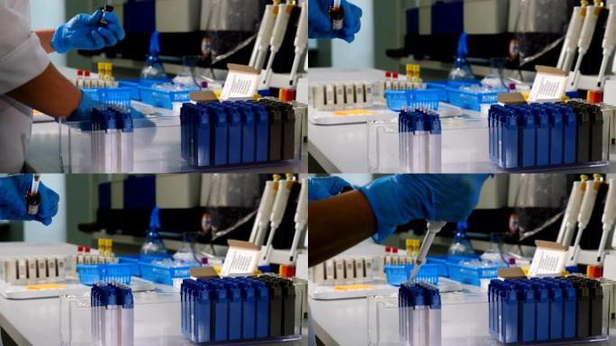 用于遗传学研究的现代医疗设备。特写手在蓝色手套使用微型吸管与试管工作。创新制药实验室的人。在4 k拍