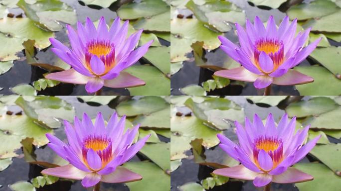 在自然池塘中关闭美丽的紫色花瓣荷花，花粉逆风。