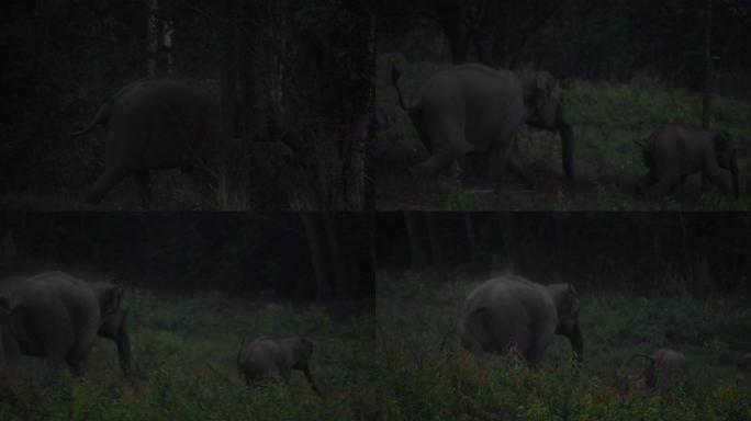 野生大象群的特写，亚洲象家族于傍晚在泰国亚洲考艾国家公园的森林中奔跑。慢动作