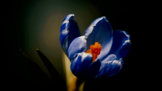 番红花，蓝紫色花盛开，开放，春天时光流逝，孤立在黑色背景上