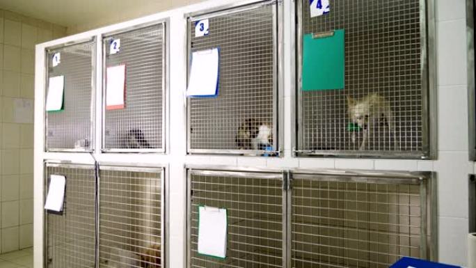 家畜在兽医诊所的笼子里进行治疗。4K