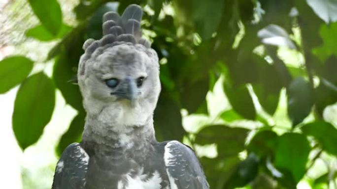 弯曲脖子的Harpy Eagle抬起头，向相机展示强大的视线
