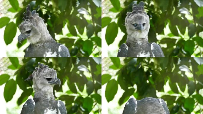 弯曲脖子的Harpy Eagle抬起头，向相机展示强大的视线