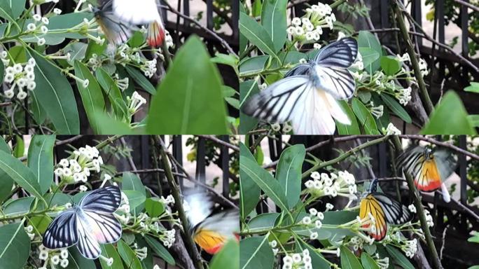 美丽的蝴蝶从花中吸收一些甜味