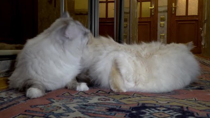 城市公寓中两只西伯利亚色点猫之间的爱情游戏和求爱