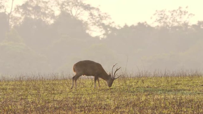 封闭猪鹿 (Axis porcinus) 雄性早上在森林里吃草。动物野生动物，自然背景亚洲泰国。