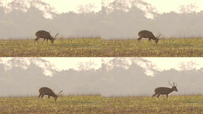 封闭猪鹿 (Axis porcinus) 雄性早上在森林里吃草。动物野生动物，自然背景亚洲泰国。