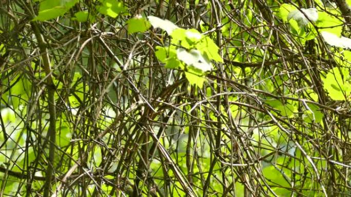 戴兜帽的莺在灌木丛中跳来跳去，周围充满了交织的树枝