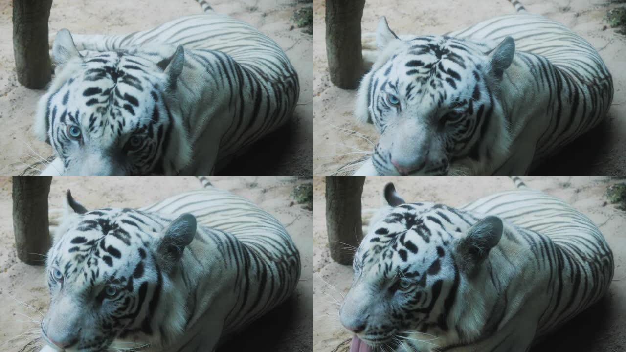 老虎; 白色西伯利亚或本加虎，