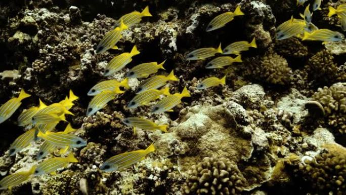太平洋珊瑚礁附近的热带黄鱼。蓝带鲷鱼浅滩的水下生活。在清澈的水中潜水。