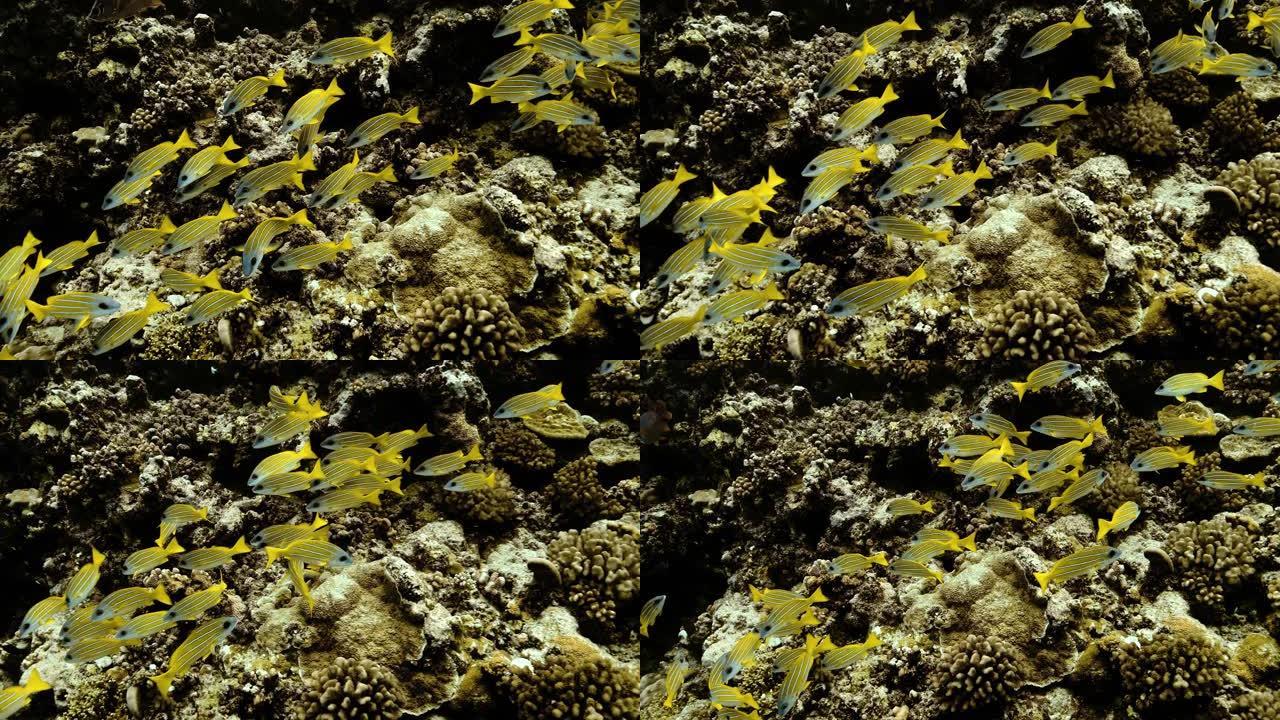 太平洋珊瑚礁附近的热带黄鱼。蓝带鲷鱼浅滩的水下生活。在清澈的水中潜水。