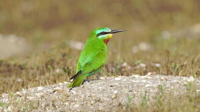 蓝颊食蜂群 (Merops persicus) -阿塞拜疆