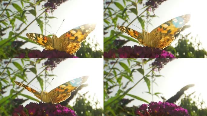 紫色花上的黄蝶飞离画框