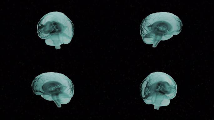 大脑解剖学。绿色阴影的现实人脑在黑色o背景上旋转。