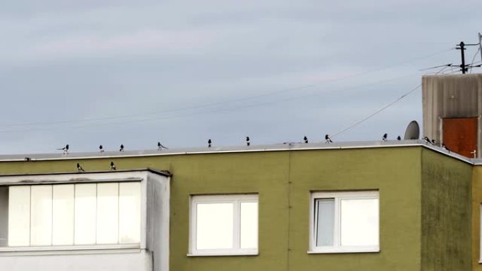 喜鹊在屋顶上喜鹊在屋顶上