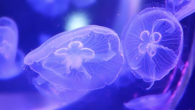 一群荧光粉色水母在水族馆游泳池游泳。海洋生物壁纸背景