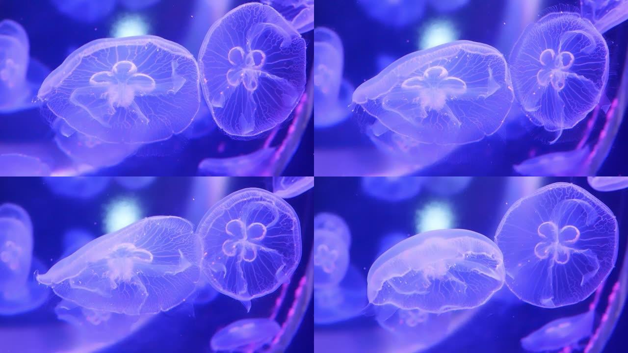 一群荧光粉色水母在水族馆游泳池游泳。海洋生物壁纸背景