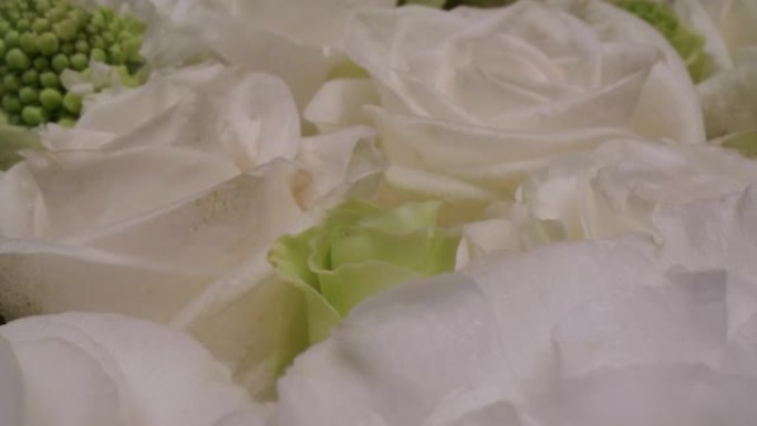 多莉微距拍摄美丽绽放的白玫瑰特写。周年爱情浪漫概念