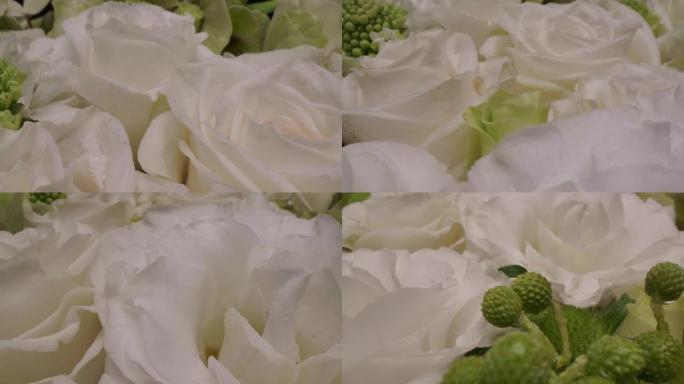 多莉微距拍摄美丽绽放的白玫瑰特写。周年爱情浪漫概念