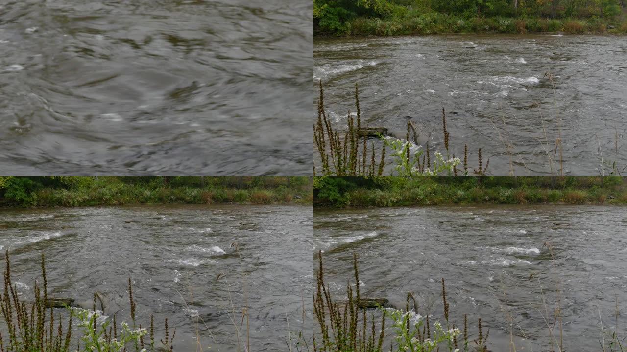 鲑鱼奔跑期间从鱼背侧到河的广阔视野的缩小镜头